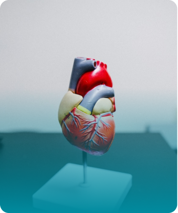 Cardiology